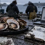 Coquilles Saint-Jacques : un outil brestois face aux contaminations