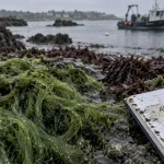 Rade de Brest : les scientifiques alertent sur la prolifération des algues invasives